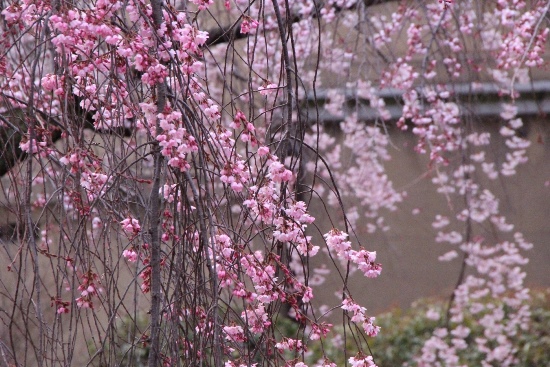 6375-15.3.29手前一重紅枝垂れ桜　後ろに祇園枝垂れ桜.jpg